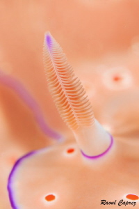 Chromodorididae family (Ceratosoma) by Raoul Caprez 